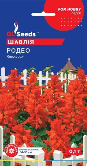 Сальвія Родео 020526 фото